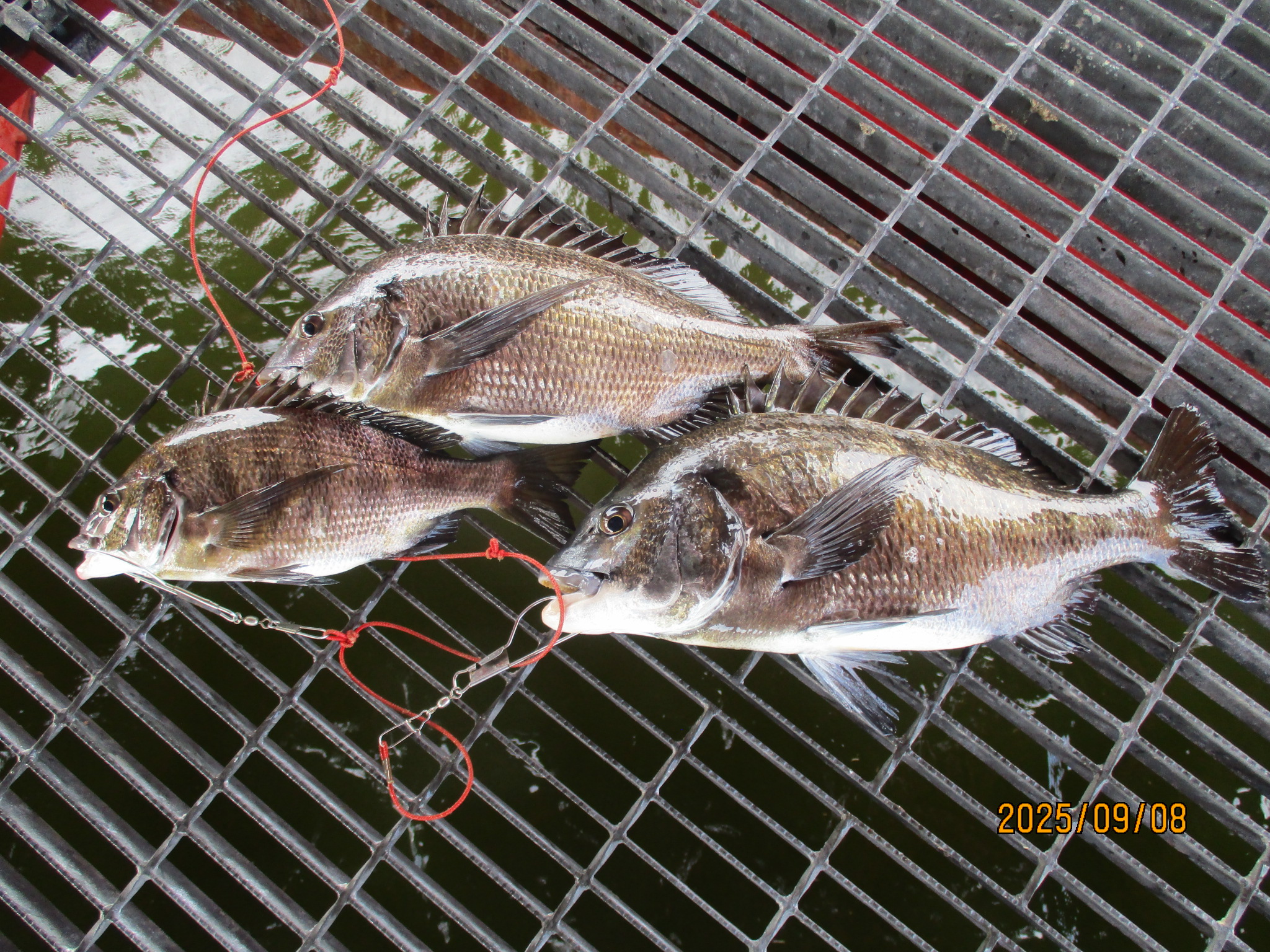 2025年9月8日(月)