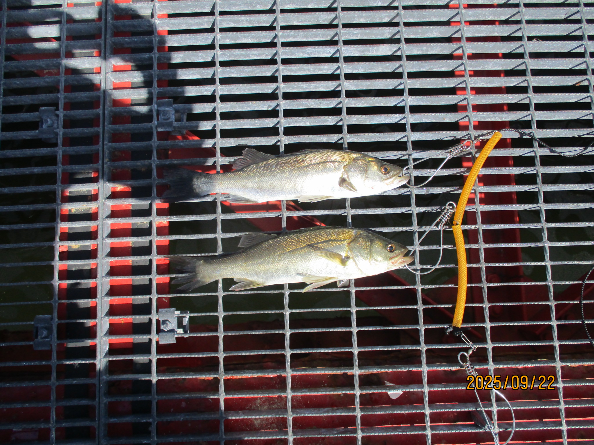 2025年9月22日(月)