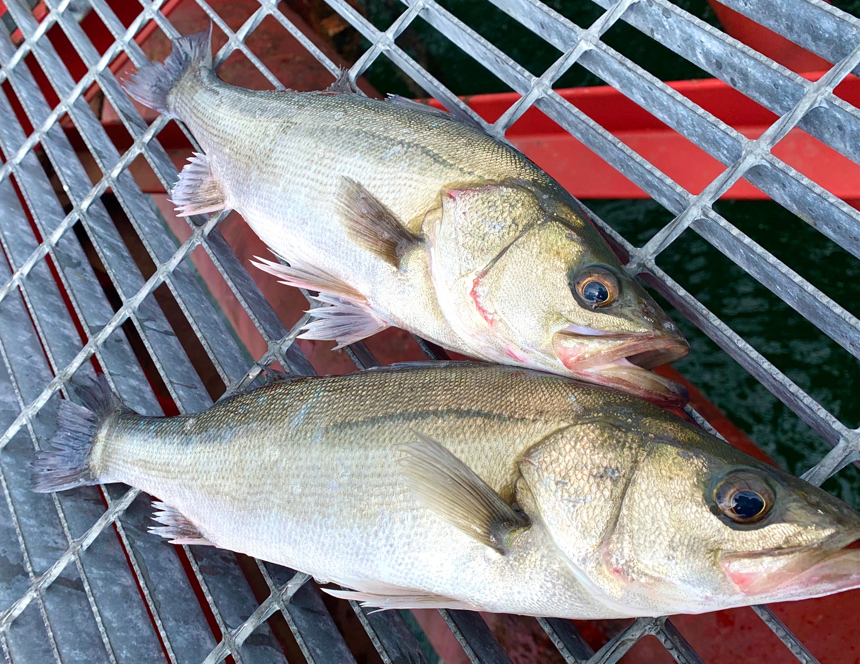 2026年3月8日(日)