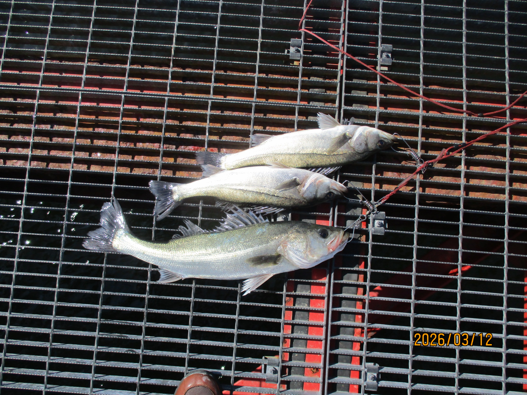 2026年3月12日(木)