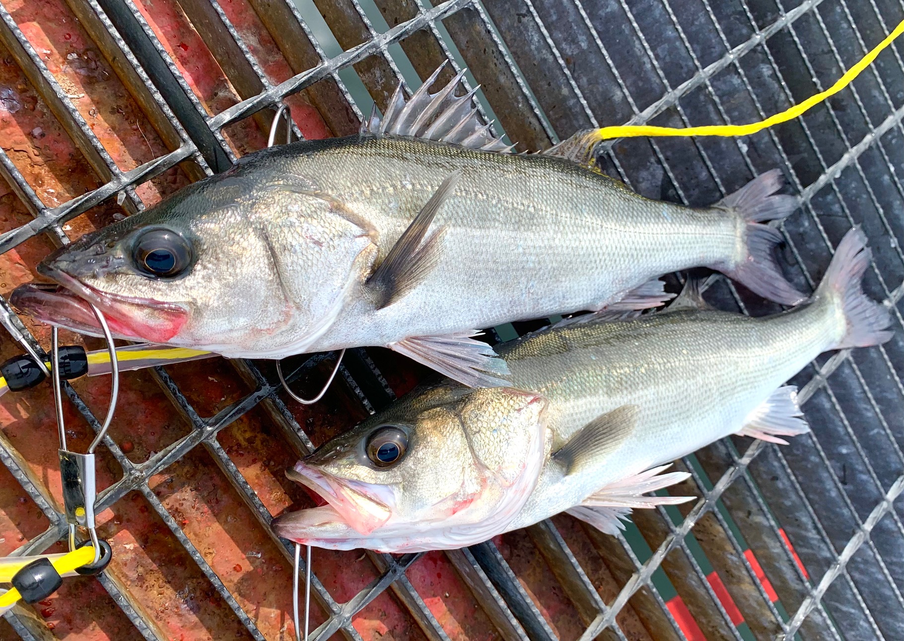 2026年3月29日(日)