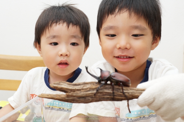平日カブトムシプレゼント！